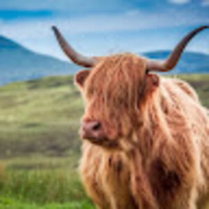 Meet your Posher, Ember